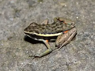 Description de l'image Ameerega berohoka.jpg.