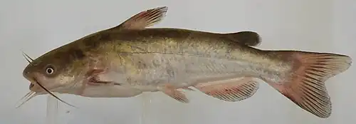 Ameiurus catus.