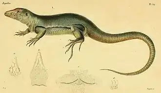 Description de l'image Ameiva major.jpg.