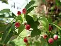Fruits de Amelanchier laevis.