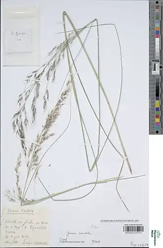 Description de l'image Amelichloa caudata bf7314971c292eafd429465ccef6afe4.jpg.