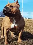 American Bully mâle.