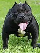 American Bully standard.