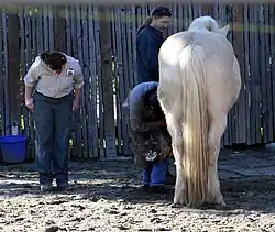 Cheval de coueur crème vu de dos, une femme blanche regarde un homme noir qui lui nettoie un pied.