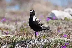 Photographie d'un Pluvier bronzé en plumage nuptial, debout sur un sol d'herbe rase avec quelques fleurs et des rochers en arrière-plan.
