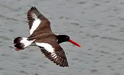 Huîtrier d'Amérique (Haematopus palliatus)