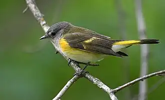 Paruline flamboyante