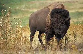 Bison d'Amérique du Nord.