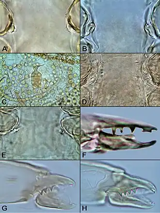 Description de l'image Ameroseiidae (10.3897-zookeys.704.13304) Plate 76.jpg.