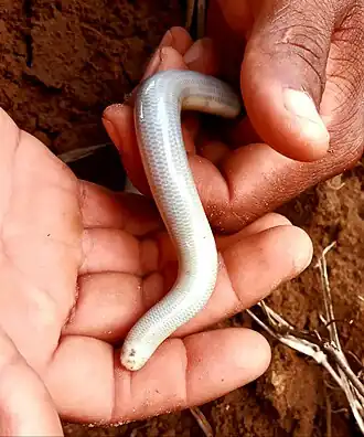 Description de l'image Amerotyphlops paucisquamus.jpg.