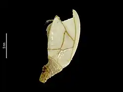 Amigdoscalpellum rigidum