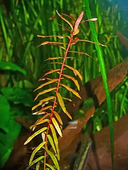 Ammannia senegalensis.