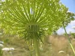 Ombelle vue du dessous, avec les rayons bien visibles.