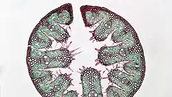 Coupe transversale d'une feuille d'oyat enroulée (coloration carmin vert d'iode)