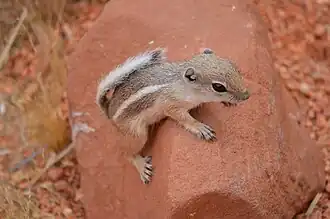 Description de l'image Ammospermophilus leucurus.jpg.