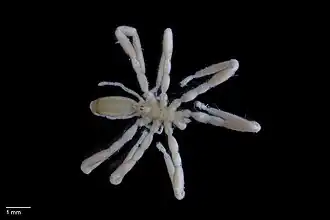 Ammothella biunguiculata