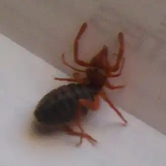 Description de l'image Ammotrecha chiapasi (crop).jpg.