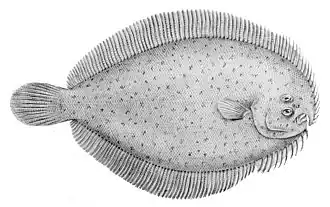 Ammotretis lituratus.