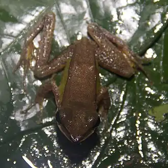 Description de l'image Amnirana amnicola.jpg.