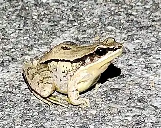 Description de l'image Amolops chunganensis.jpg.