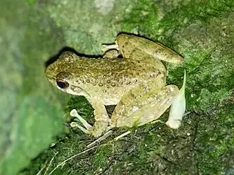 Description de l'image Amolops torrentis.jpg.