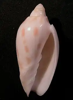Amoria canaliculata.