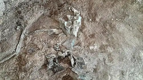 Squelette partiel d'Ampelomeryx (avec notamment un morceau de bassin au centre) découvert été 2023 à Montréal du Gers.