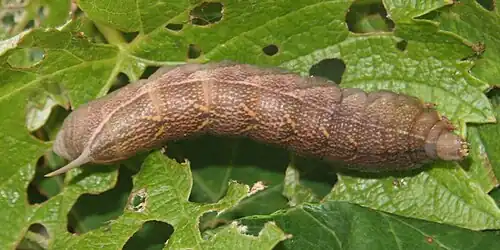La chenille