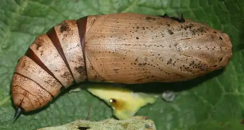 La chrysalide