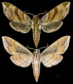 Ampelophaga rubiginosa