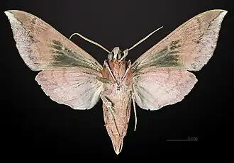 △ revers du mâle MHNT
