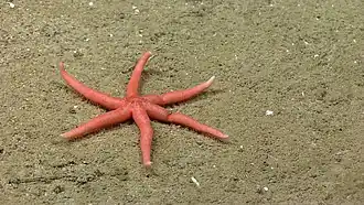 Ampheraster alaminos (Pedicellasteridae)