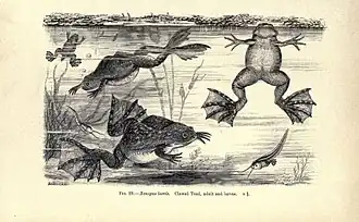 Encyclopedia of Life Images- Amphibiens et reptiles p.&nbsp;147.