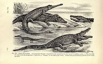 Encyclopedia of Life Images- Amphibiens et reptiles p.&nbsp;449.