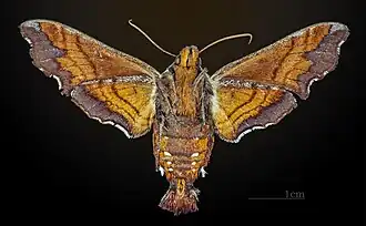Amphion floridensis ♀ △ MHNT