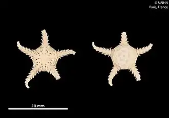 Amphiophiura distincta (MNHN)