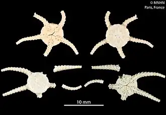 Amphiophiura paupera (MNHN)