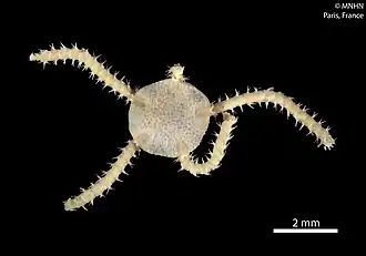 Amphioplus spinosus