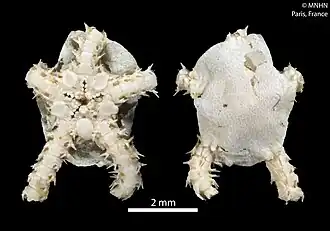 Amphioplus margueritae