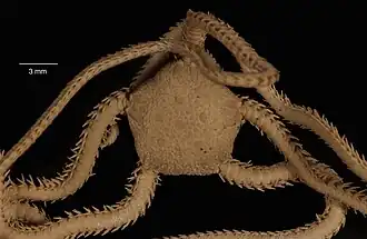 Amphioplus peregrinator