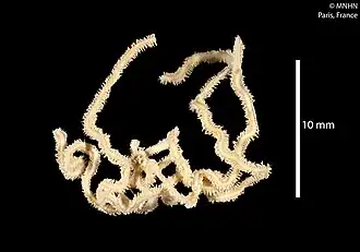 Amphioplus polymorphus