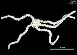 Amphipholis serrataspina