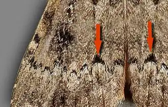 Particularité de A. pyramidea par rapport à A. berbera