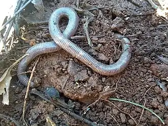 Description de l'image Amphisbaena munoai imported from iNaturalist 19 May 2019.jpg.