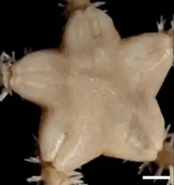 Amphiura richardi