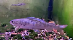 Description de l'image Amur grayling.png.