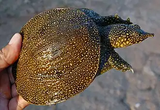 Description de l'image Amyd cartil 090818-11809 tsa.jpg.