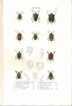 Planche 3 de l'ouvrage de C.J.-B. Amyot et J. G. Audinet-Serville (1843). Histoire naturelle des insectes. Hémiptères. Paris, Librairie encyclopédique de Roret.