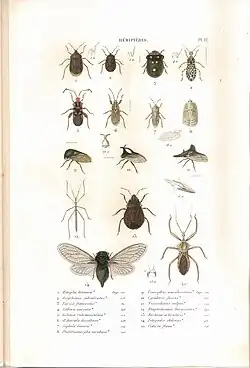 Planche 12 de l'ouvrage de C.J.-B. Amyot et J. G. Audinet-Serville (1843). Histoire naturelle des insectes. Hémiptères. Paris, Librairie encyclopédique de Roret.