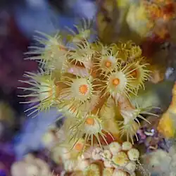 Anémone jaune